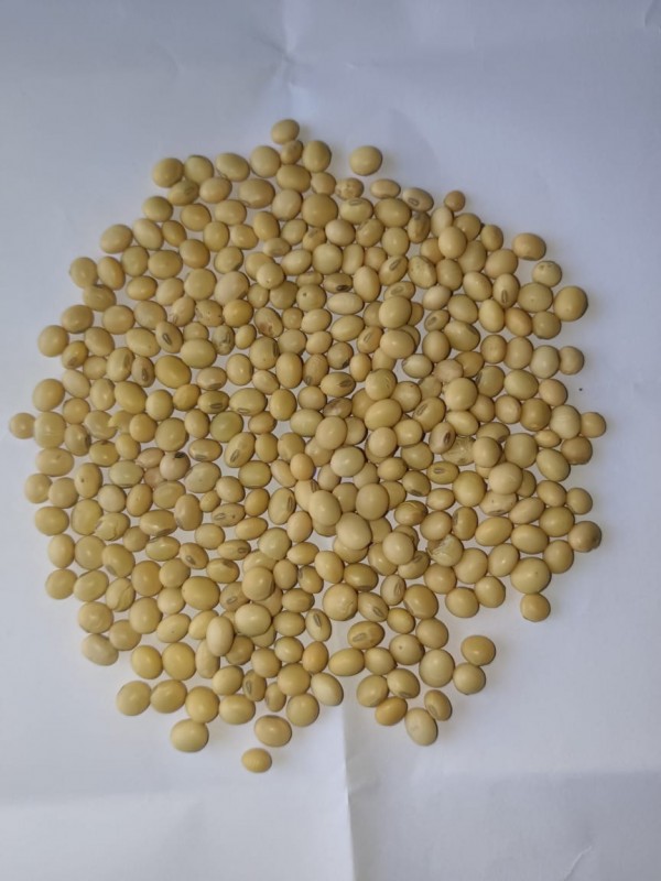 soyabean seeds from India